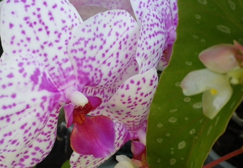 Phalaenopsis sp.(cfr. Brother Little Spott'' ) (Orchidaceae)